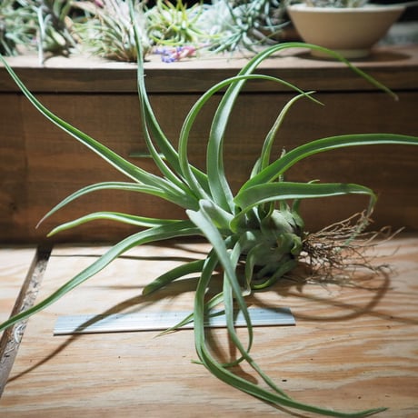 チランジア ／ ストレプトフィラ XL　(T.streptophylla)　＊A01/Jun22-01