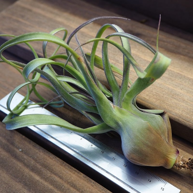 チランジア ／ ナチュラリーゴージャス (T.'Naturally Gorgeous') ☆1