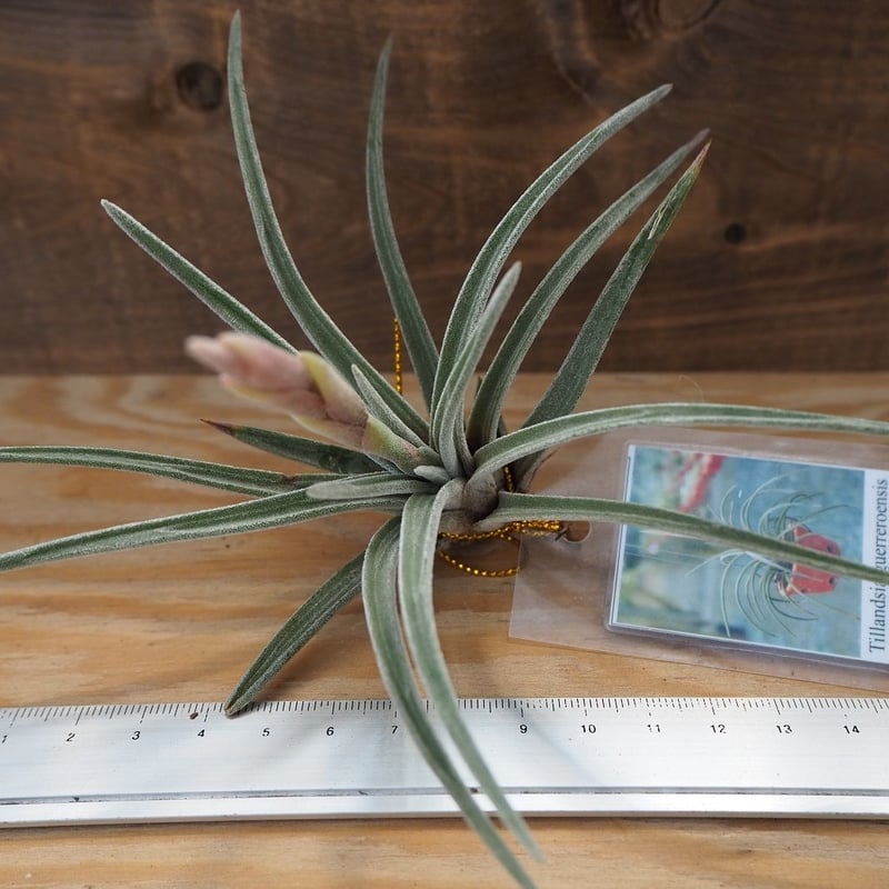 Tillandsia uruguayensis ex. EJG 分け株 欧州産 チランジア ／ グェレロエンシス (T.guerreroensis) ＊A02/Au31