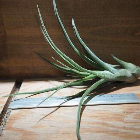 チランジア ／ シッティング プリティ　(T.'Sitting pretty') ★タイ農場　＊A01/Apr25