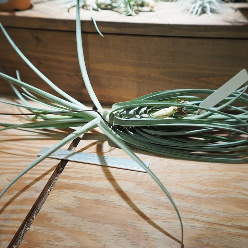 チランジア ドゥラティ 大株 Tillandsia duratii 現品) チランジア ドゥラティ (No.21685) (エアープランツ