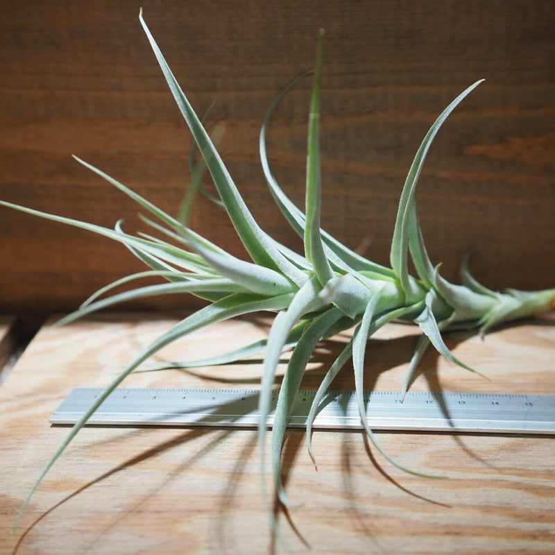 チランジア ／ ストラミネア トールホワイト (T.straminea 'Tall White