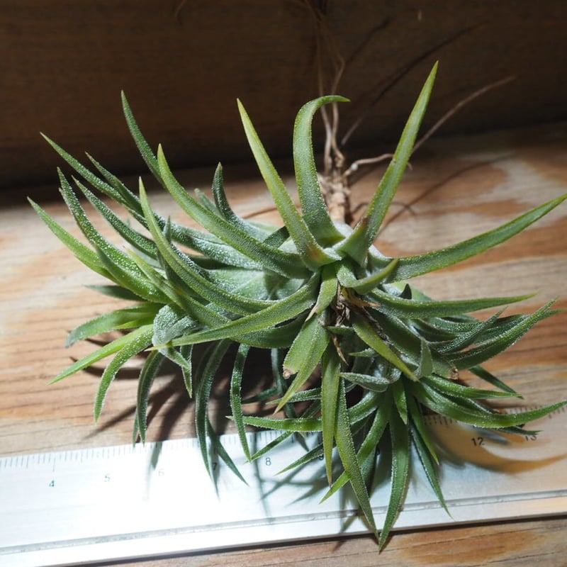 チランジア / イオナンタ アルビノ CL (T.ionantha 'Albino チランジア / イオナンタ アルビノ CL (T.ionantha 'Albino