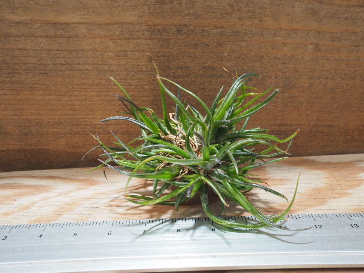 チランジア ／ ブルボーサ ミニブラジル CL (T.bulbosa 'Mini Brazil