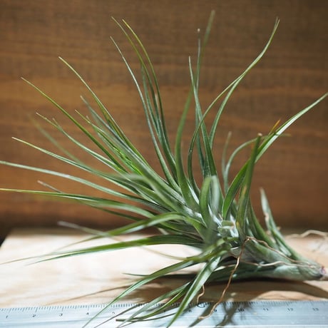 チランジア ／ テヌイフォリア アメシスト L　(T.tenuifolia var. amethyst)　＊A01/Feb20