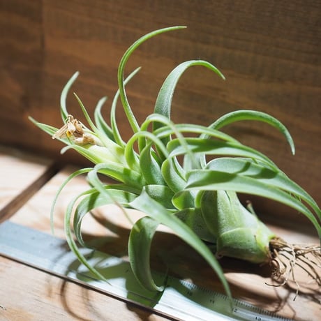 チランジア ／ ハリシー × アキロスタキス　(T.harrisii × T.achyrostachys)　＊A01/Nov09