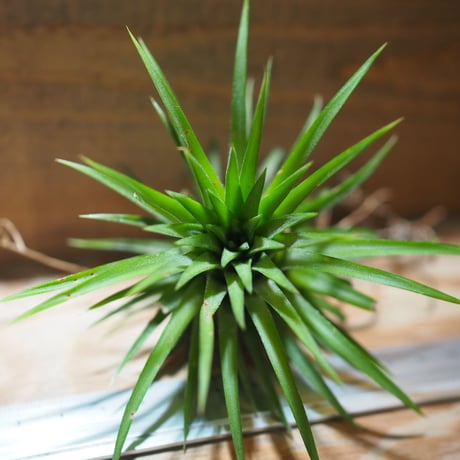 チランジア ／ イオナンタ ファウンテン　(T.ionantha 'Fountain')　＊A01/Jul11