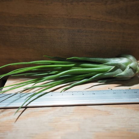 チランジア ／ ブルボーサ × イオナンタ フェーゴ　(T.bulbosa × T.ionantha 'Fuego') ★タイ農場　＊A01/Nov20