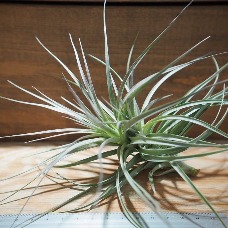 チランジアライラックスパイア