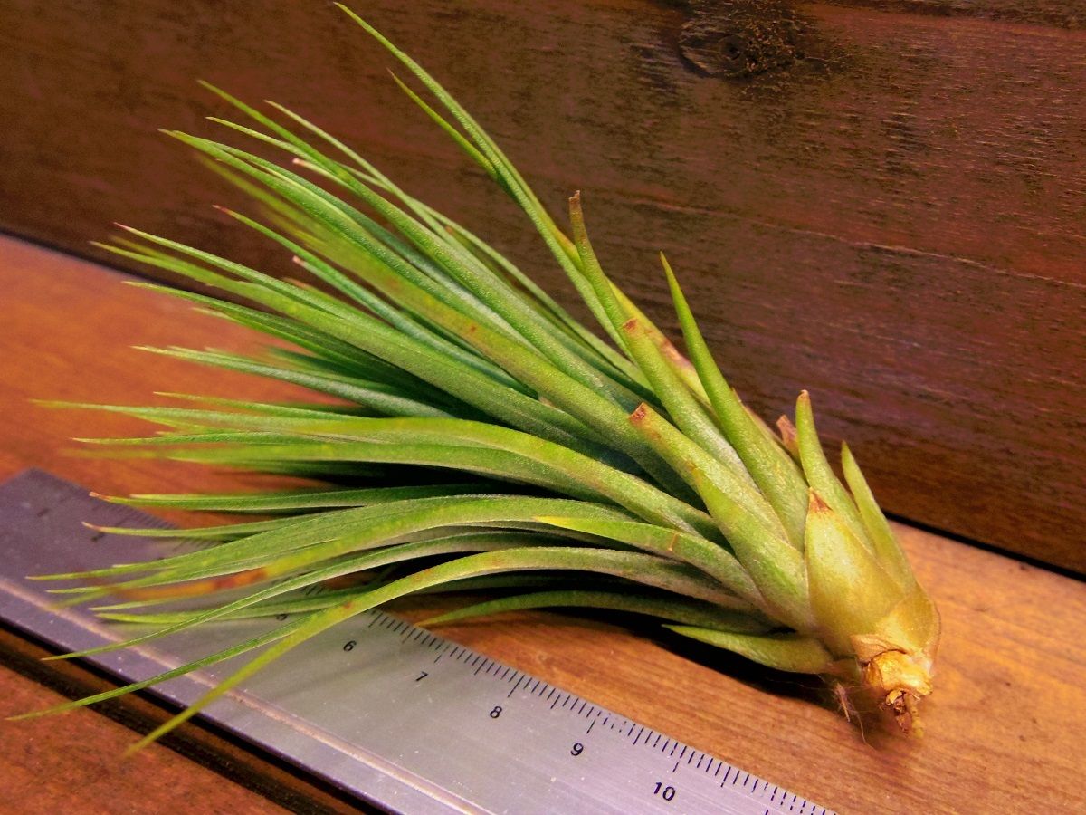 チランジア ／ レアジュエル (T.'A Rare Jewel') | 常葉植物園 Tokiw