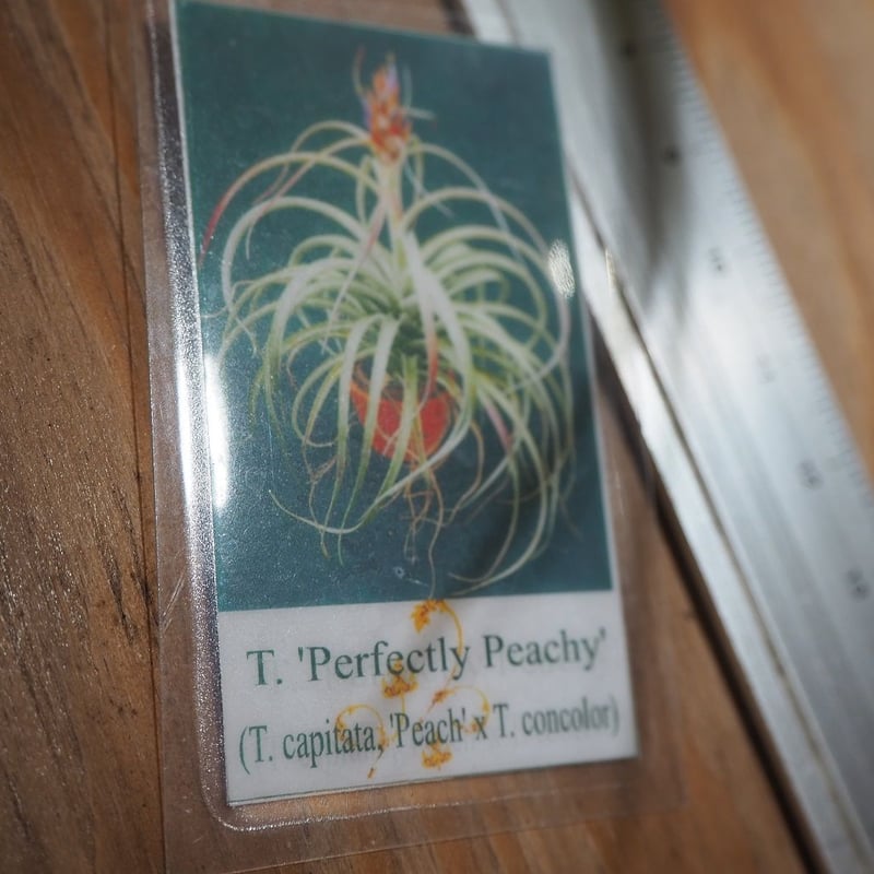 チランジア ／ パーフェクトリーピーチー (T.'Perfectly Peachy') ＊A0
