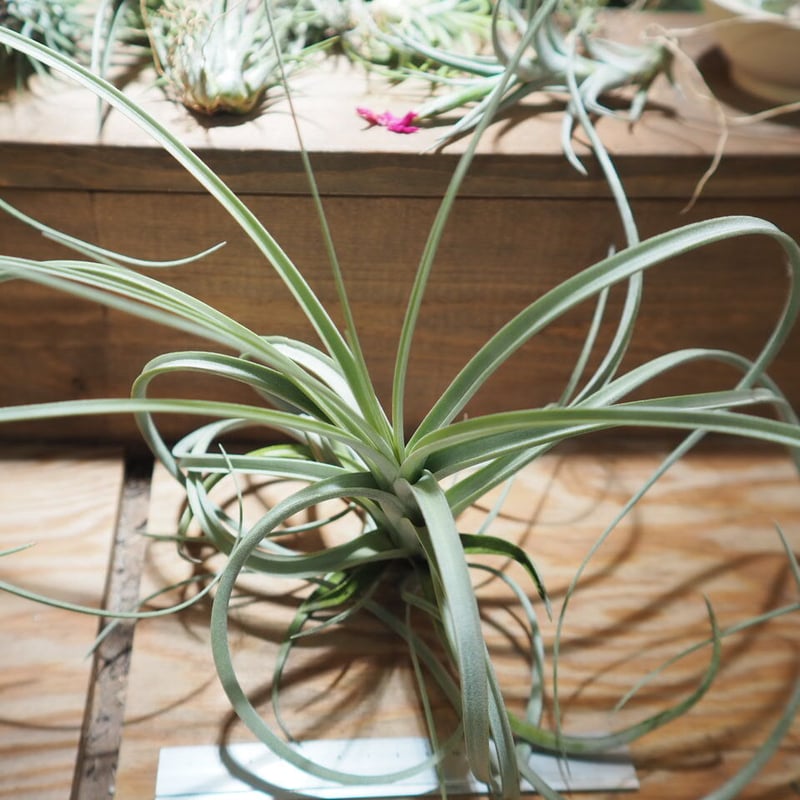 チランジア ／ エクセルタ XL (T.exserta) ＊A01/Jul11 | 常葉植物園