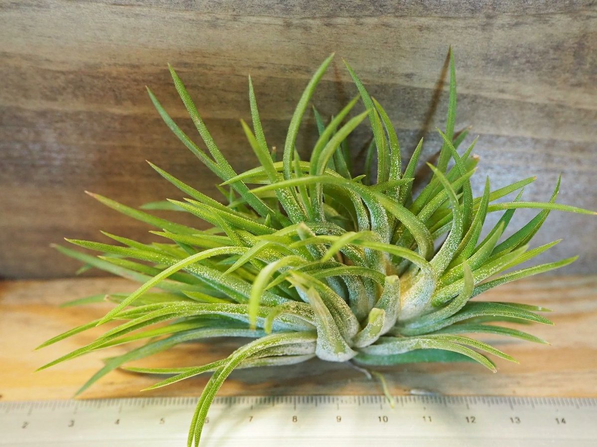 Tillandsia ionantha crested イオナンタ チランジア IMG_9609-scaled.jpg
