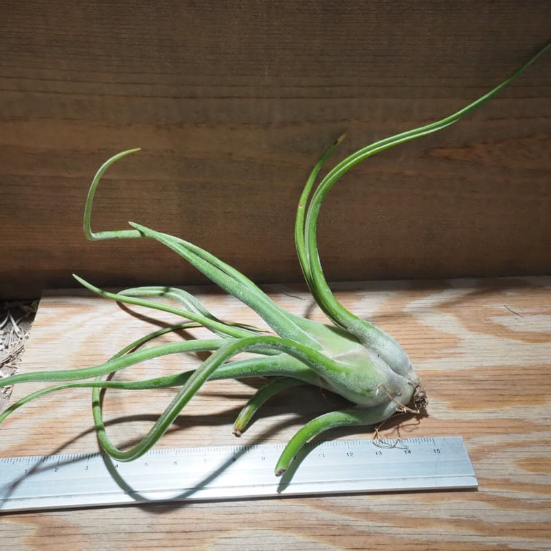 チランジア ベスト メドゥーサ クラス チランジア ベスト メドゥーサ クラス - メルカリ