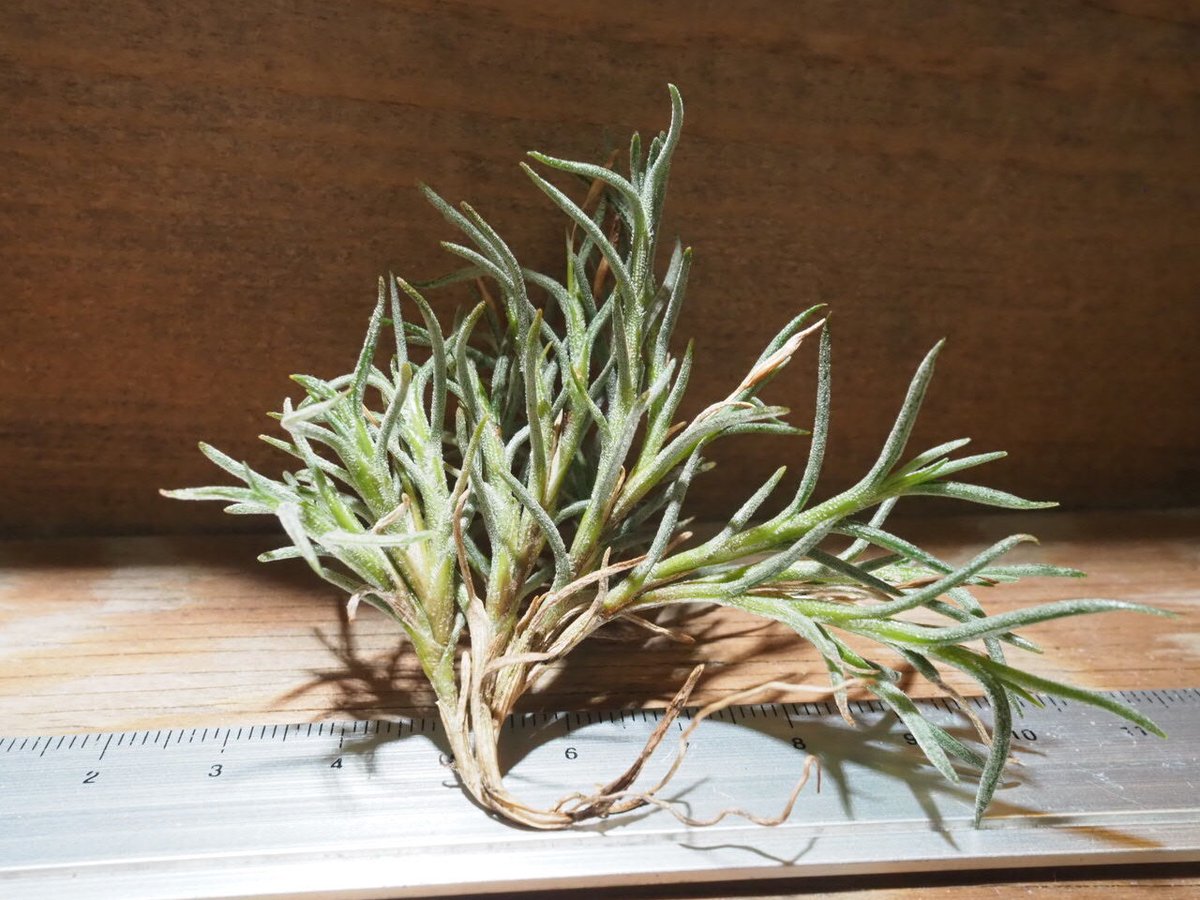 チランジア ／ カピラリス T-Type (T.capillaris) ☆CD01/Jul30