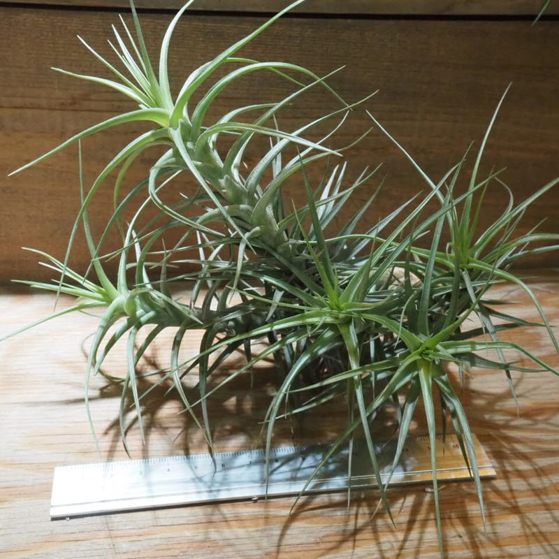 ベルゲリー チランジア コルク仕立て ベルゲリー チランジア