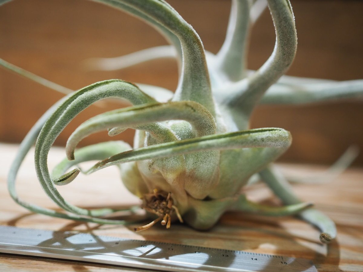 チランジア ／ エーレルシアナ XXL (T.ehlersiana) ☆CD01/Nov27