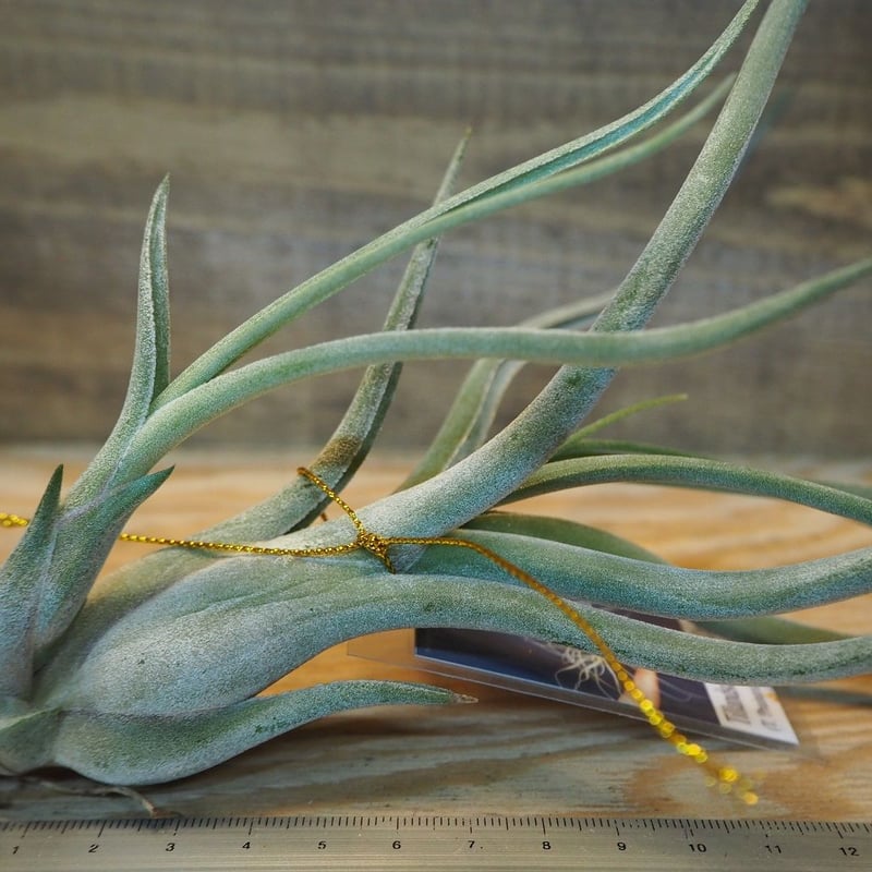 チランジア ／ メデューサ クラウン (T.'Medusa Crown') ＊A01/Dec1