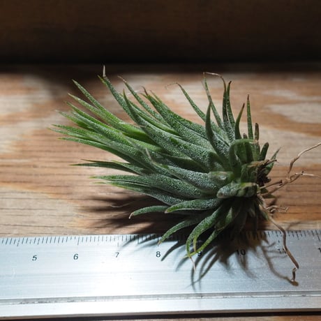 チランジア ／ イオナンタ ヘーゼルナッツ　(T.ionantha 'Hezel Nut')　★EF01/Feb05-01