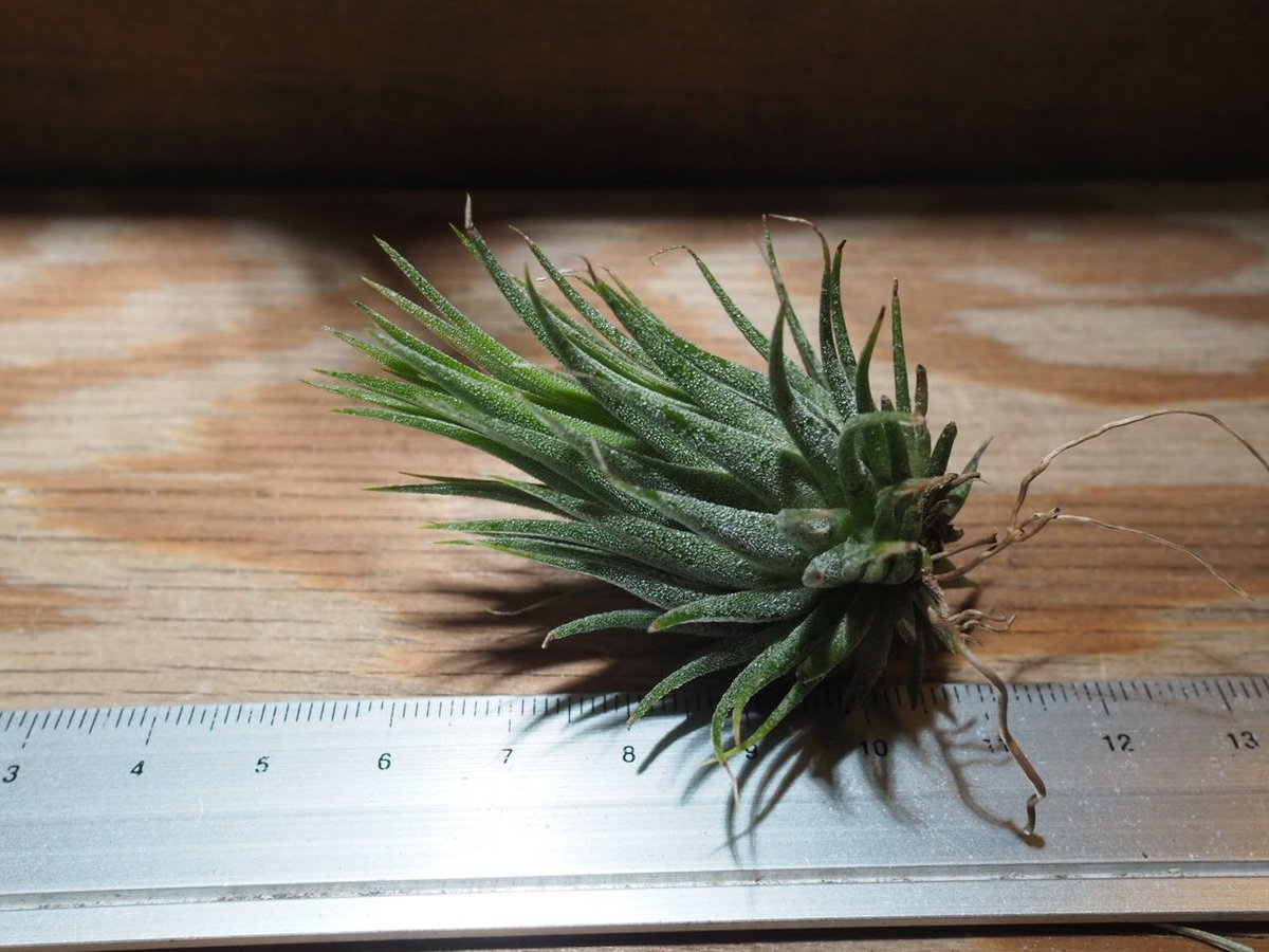 英麻呂T. ionantha ‘Nizanda' と‘Hazel Nut' 英麻呂T. ionantha 'Nizanda' と'Hazel Nut' 英麻呂T. ionantha