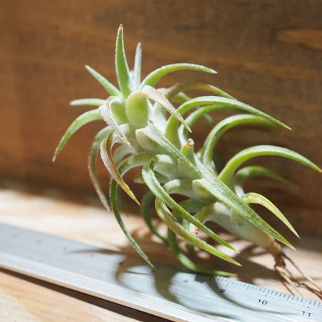チランジア ／ イオナンタ ヴァンハイニンギー　(T.ionantha var. vanhyningii) ★タイ農場　＊A01/Jun05