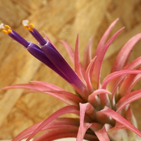チランジア ／ イオナンタ マキシマ　(T.ionantha var. maxima)　★CD01/Dec19