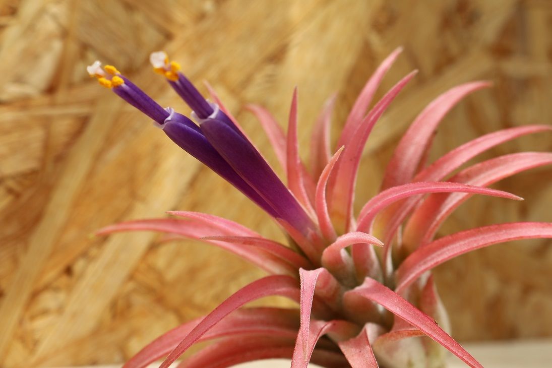 チランジア ／ イオナンタ マキシマ (T.ionantha var. maxima) ☆CD