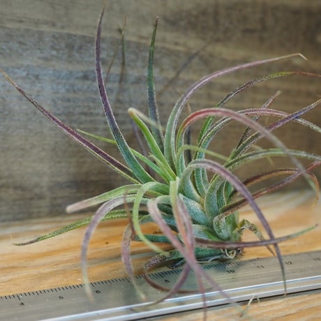 チランジア ／ プルイノーサ × ベルティナ　(T.pruinosa × T.velutina)　＊A02/Oct24