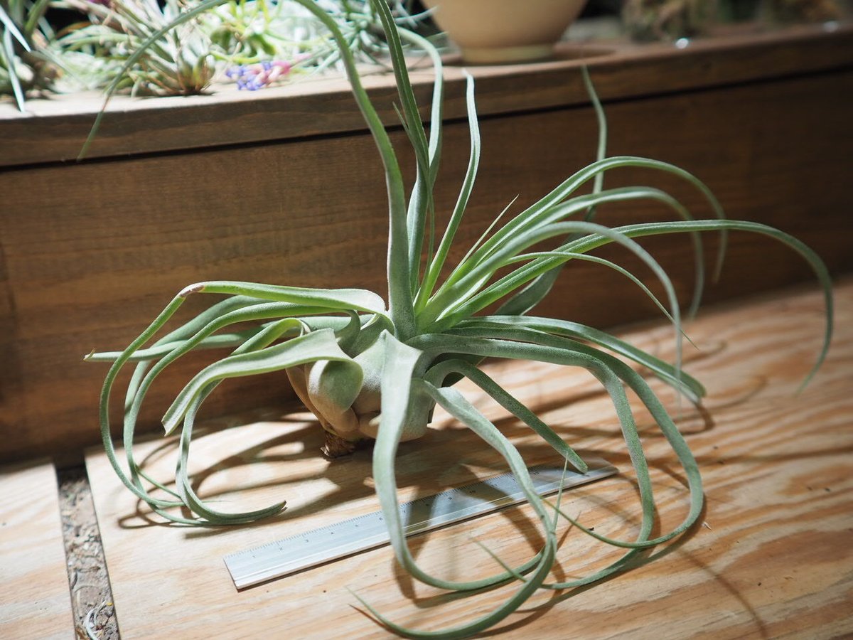 チランジア ストレプトフィラ チランジア ／ ストレプトフィラ L (T.streptophylla) ＊A01/Jun22