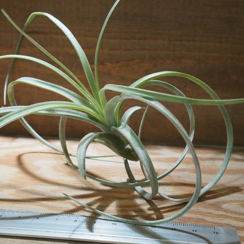 チランジア ／ エクセルタ M (T.exserta) ☆CD01/Nov27 | 常葉