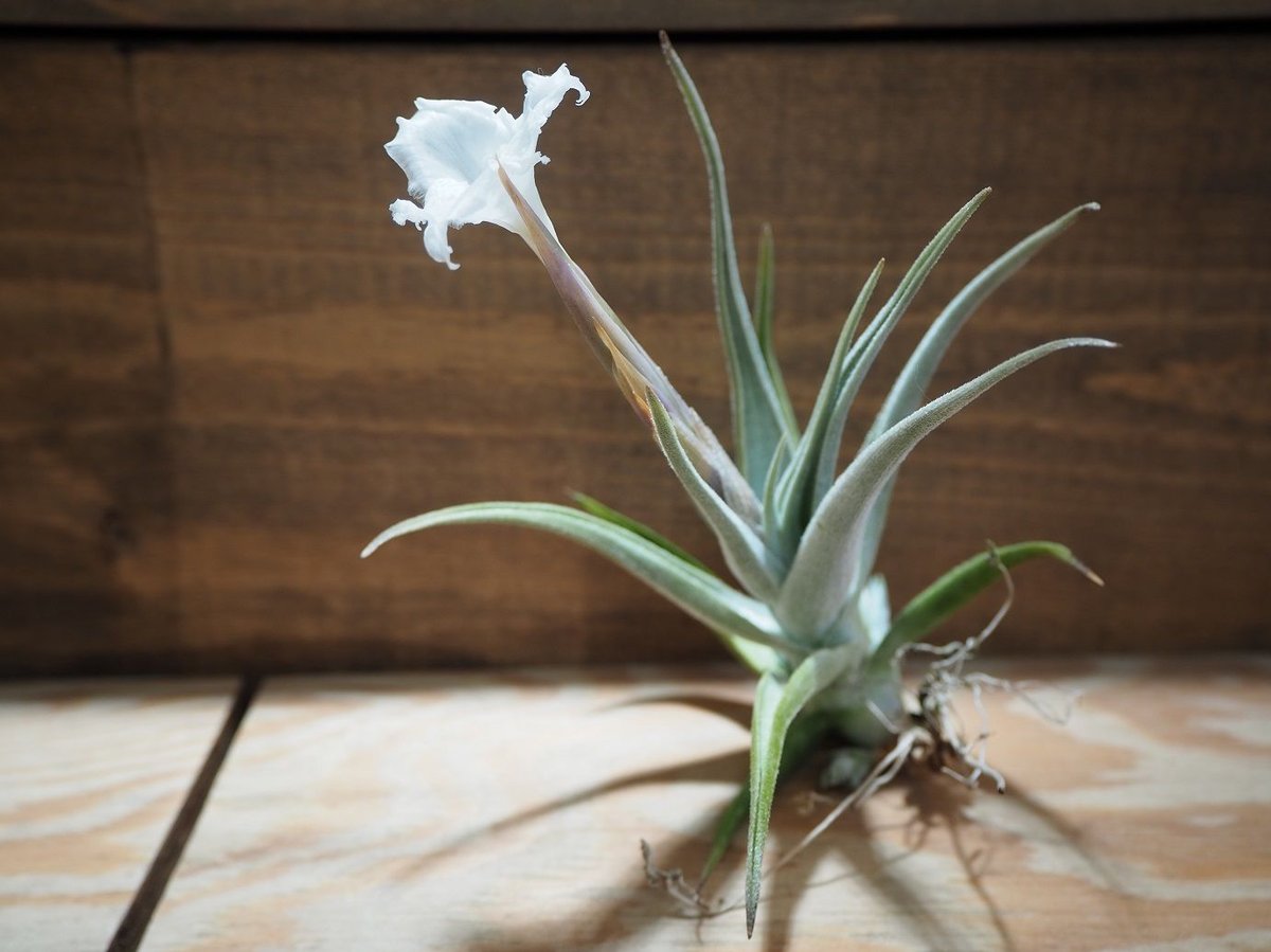 【新種記載中】T. aff. xiphioides T'S TROPICALS 新種記載中】T. aff. xiphioides T'S TROPICALS