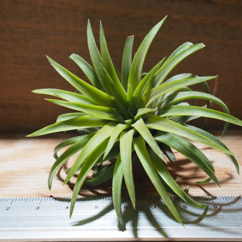 チランジア ／ イオナンタ ロン (T.ionantha 'Ron') ☆EF01/Feb05