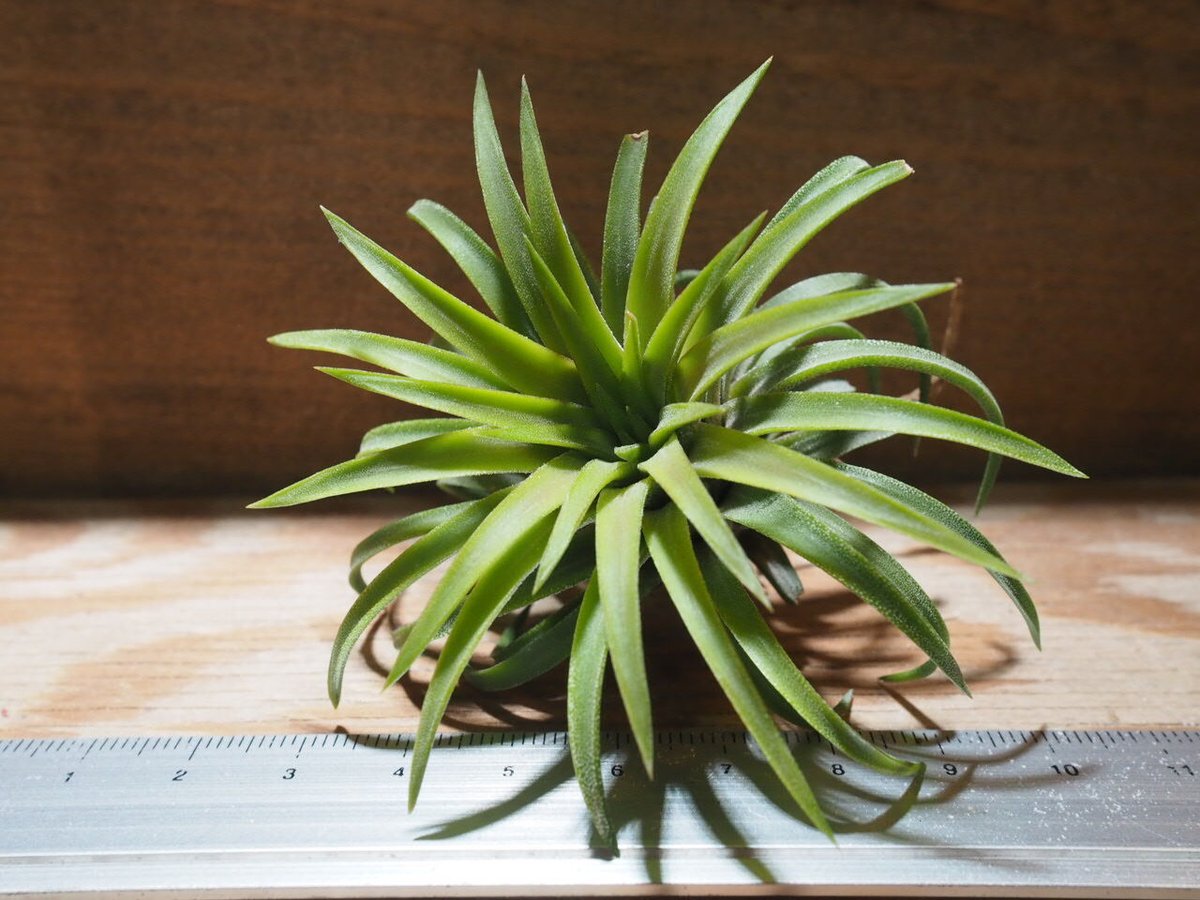 イオナンタ　ロン　レインフォレスト イオナンタ ロン レインフォレスト Frontier Plants】オンライン