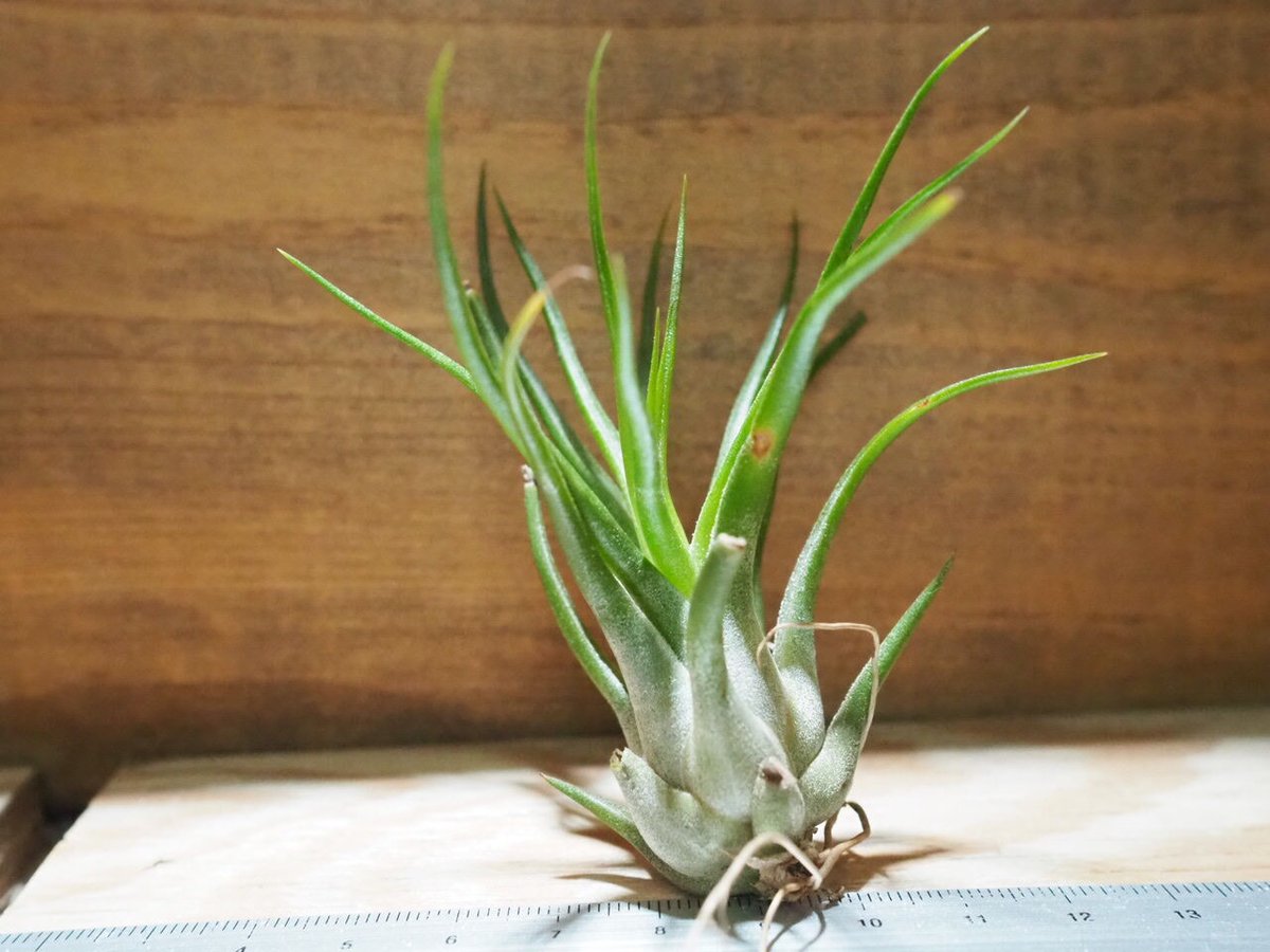 Tillandsia Joel Superior 速達発送 Tillandsia Joel Superior 速達発送