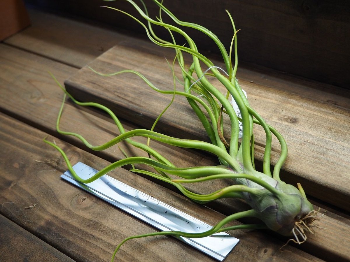 希少❗️エアプランツ　チランジア　ブルボーサ群生✨ チランジア・セレリアナ×ブルボーサ Tillandsia seleriana × T