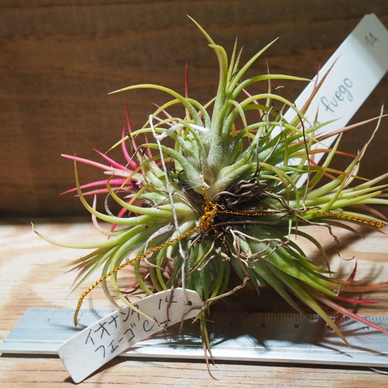 チランジア ／ イオナンタ フェーゴ CL (T.ionantha 'Fuego') ☆EF0