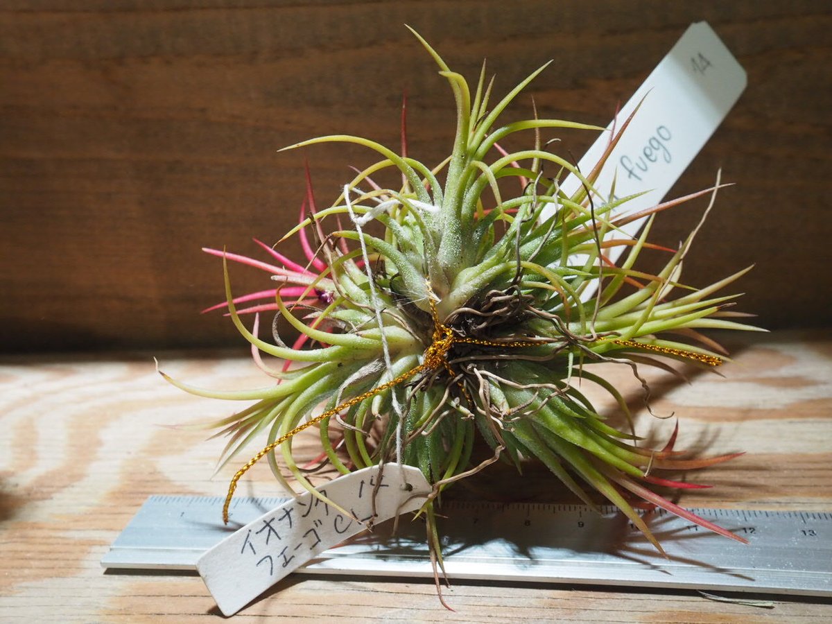 チランジア ／ イオナンタ フェーゴ CL (T.ionantha 'Fuego') ☆EF0