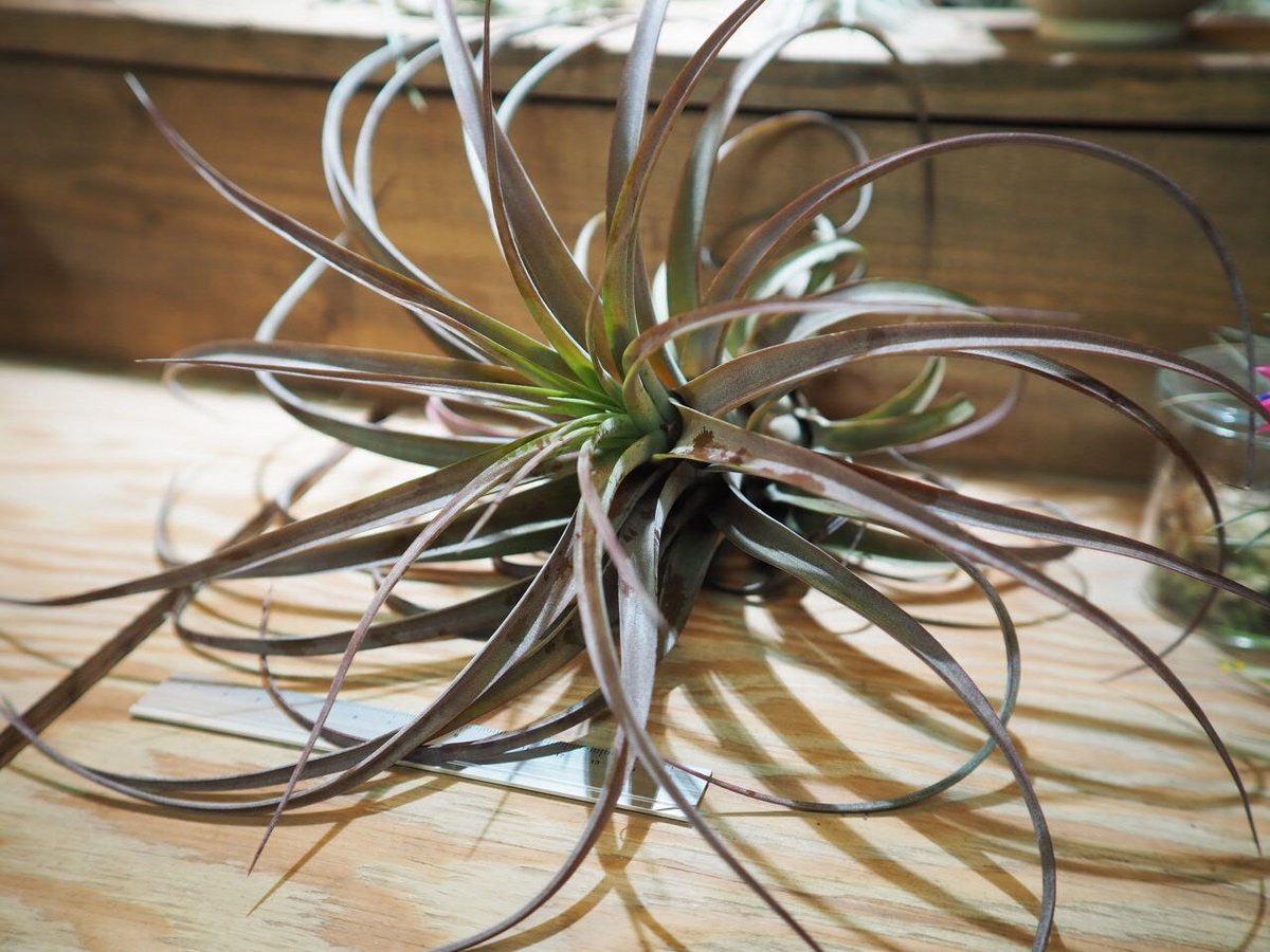 チランジア ／ ラブノット XL (T.'Love Knot') ＊A01/Apr04-02