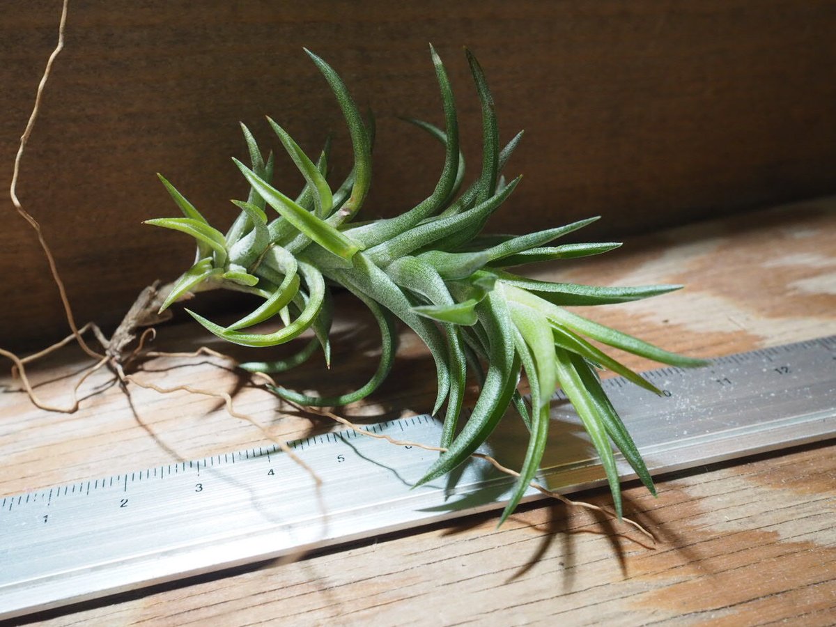 チランジア ／ ネグレクタ S (T.neglecta) ☆GH01/Feb05 | 常葉植物園