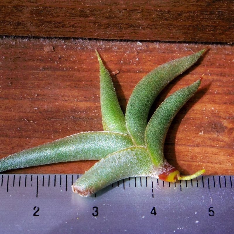 子株付き テネブラ tenebra (tillandsia ティランジア ) 現品】チランジア・テネブラ T. tenebra【D】 - Frontier Plants