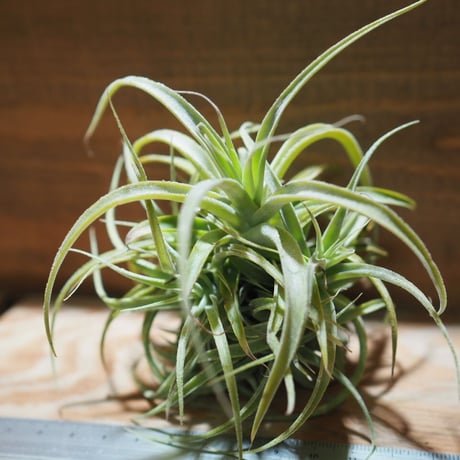チランジア ／ カクティコラ × プルプレア CL　(T.cacticola × T.purpurea)　＊A01/Mar20