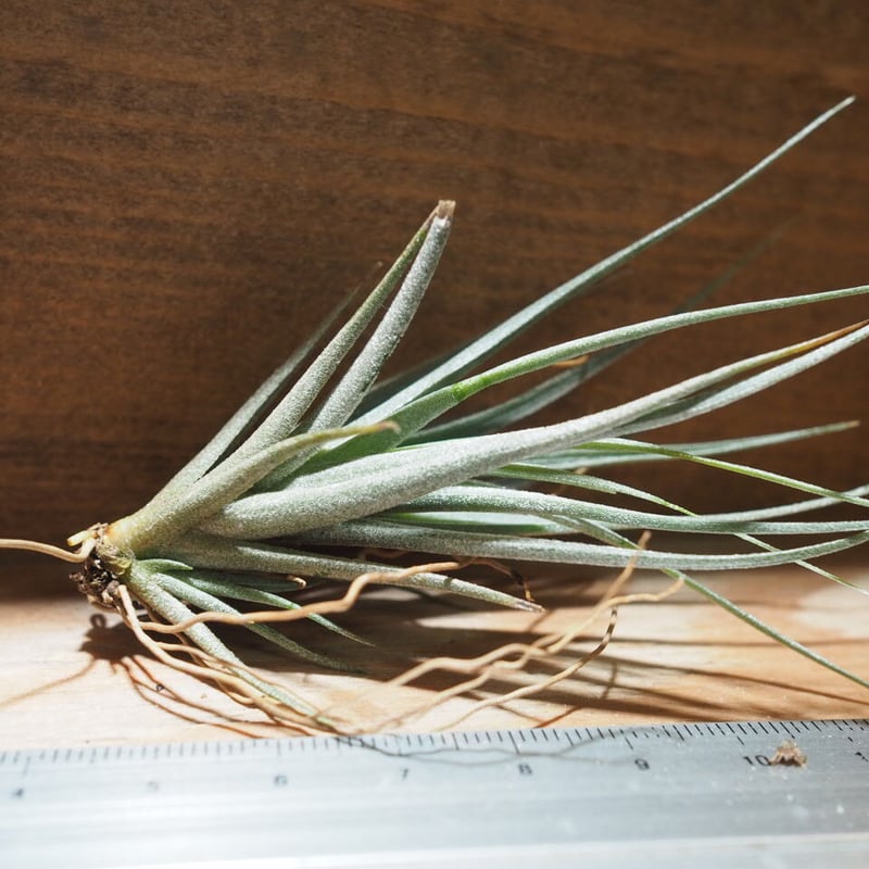 s*i様 チランジアハイブリッド s*i様 チランジアハイブリッド s*i様 チランジアハイブリッド Frontier