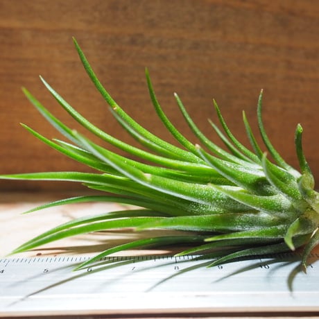 チランジア ／ イオナンタ フェーゴ レッドジャイアント　(T.ionantha 'Fuego Red Giant')　＊A01/Jul11