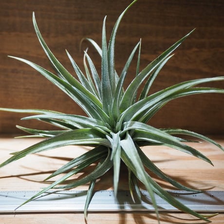 STORES エアープランツの検索結果