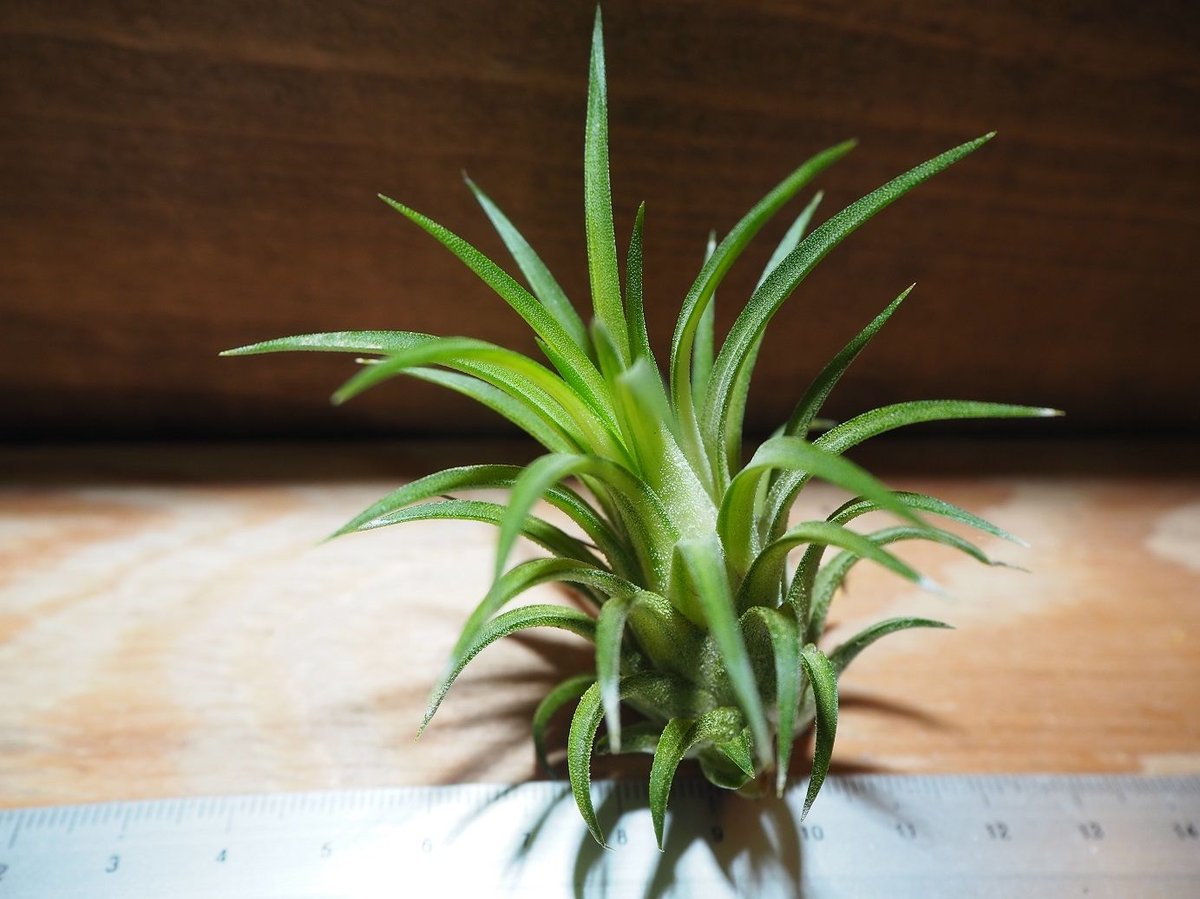 チランジア ／ イオナンタ ヴァリエガータ (T.ionantha 'Variegata')