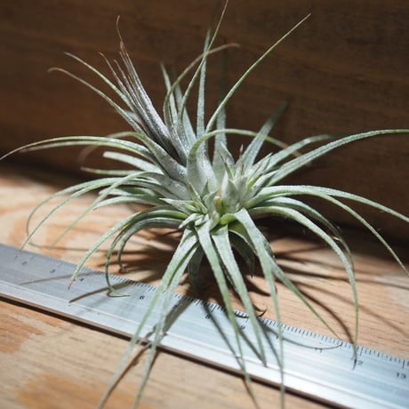 チランジア ／ イオナンタ ゼブリナ　(T.ionantha 'Zebrina')　＊A01/Jul05