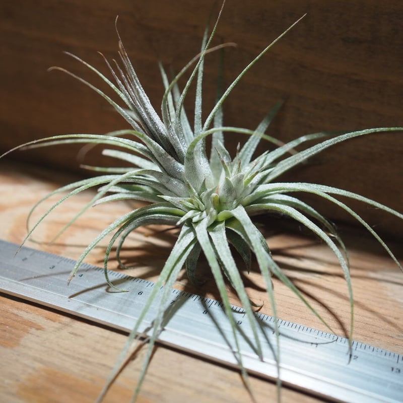 チランジア ／ イオナンタ ゼブリナ (T.ionantha 'Zebrina') ＊A01/