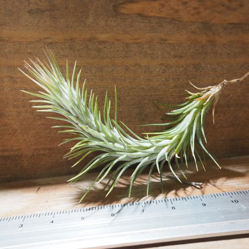 チランジア　ドミンゴズ　フンキアナ チランジア ／ フンキアナ M (T.funkiana) ＊A01/May28 | 常葉植物園