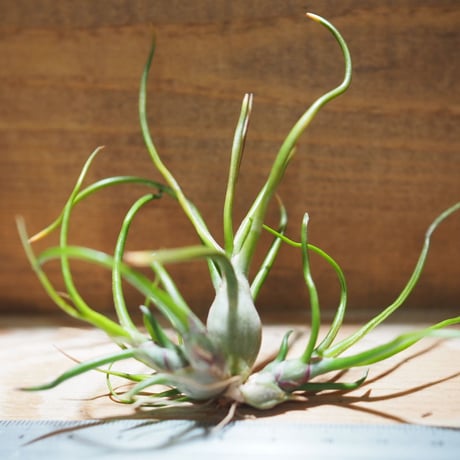 CATEGORY エアプランツ(チランジア) 希少種 | 常葉植物園 CATEGORY エアプランツ(チランジア) 希少種 | 常葉植物園