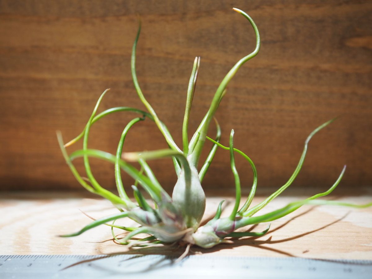 希少❗️エアプランツ　チランジア　ブルボーサ群生✨ チランジア・ブルボーサ・ベリーズ Tillandsia bulbosa 'Belize